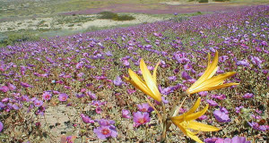 Deserto de Atacama, Chile. Autor Javier Rubilar. Licensed under the Creative Commons Attribution-Share Alike