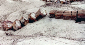 Petrified Forest National Park, Arizona, Estados Unidos. Author Nikater. No Copyright..