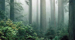 Redwood National Park, Califórnia, Estados Unidos. Author NPS Photo. No Copyright