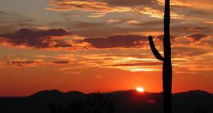 Saguaro National Park, Arizona, Estados Unidos. Author National Park Service Digital Image Archives. No Copyright
