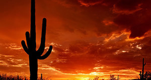 Saguaro National Park, Arizona, Estados Unidos Author Saguaro Pictures. Licensed under the Creative Commons Attribution