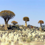 Kokerboom (Aloe dichotoma), Namíbia. Author and Copyright Marco Ramerini