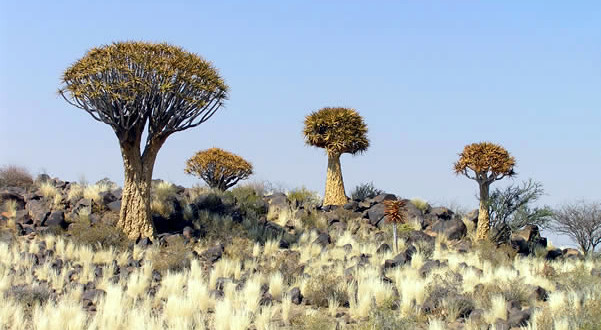 Kokerboom (Aloe dichotoma), Namíbia. Author and Copyright Marco Ramerini