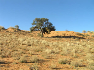 Deserto do Kalahari, Kgalagadi Transfrontier Park, África do Sul. Author and Copyright Marco Ramerini