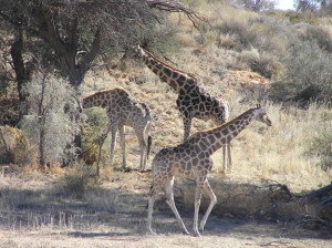 Girafa, Kgalagadi Transfrontier Park, África do Sul. Author and Copyright Marco Ramerini