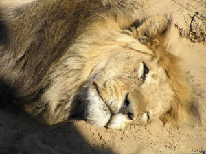 Leão do Kalahari, Kgalagadi Transfrontier Park, África do Sul. Author and Copyright Marco Ramerini