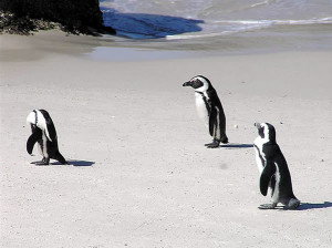 Pinguins no Foxy Beach, Boulders Beach, Cidade do Cabo, África do Sul.. Autor e Copyright Marco Ramerini