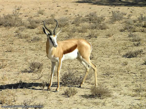 Springbok, Kgalagadi Transfrontier Park, África do Sul. Author and Copyright Marco Ramerini