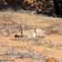 Steenbok, Kgalagadi Transfrontier Park, África do Sul. Author and Copyright Marco Ramerini