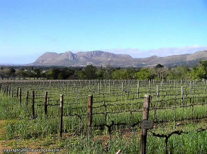 Vinhas de Groot Constantia, Cidade do Cabo, África do Sul. Author and Copyright Marco Ramerini