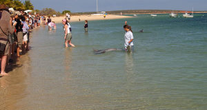 Monkey Mia, Shark Bay, Austrália Ocidental, Austrália. Author Andrzej Kulka. Licensed under the Creative Commons Attribution-Share Alike