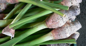 Taro (Colocasia esculenta). Autor David Monniaux. Licensed under the Creative Commons Attribution-Share Alike