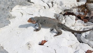 Iguana, Sandy Cay, Exumas, Bahamas. Autor e Copyright Marco Ramerini