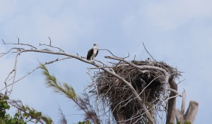 A águia ea aguiazinha, Sandy Cay, Exumas, Bahamas. Autor e Copyright Marco Ramerini