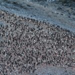 A colônia de pinguins Hope Bay (Bahía Esperanza), Antarctic Sound, Antártida. Autor e Copyright Marco Ramerini