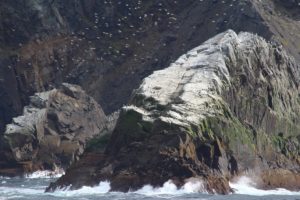 Aves marinhas, Cabo Horn, Chile. Autor e Copyright Marco Ramerini
