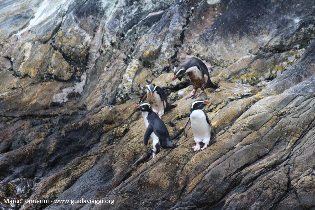 Pingüins, Doubtful Sound, Nova Zelândia. Autor e Copyright Marco Ramerini