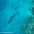 Snorkeling com tubarões, Kuata, Ilhas Yasawa, Fiji. Autor e Copyright Marco Ramerini.