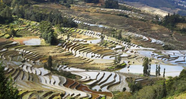 Campos de arroz, Yuanyang, Yunnan, China. Autor e Copyright Marco Ramerini