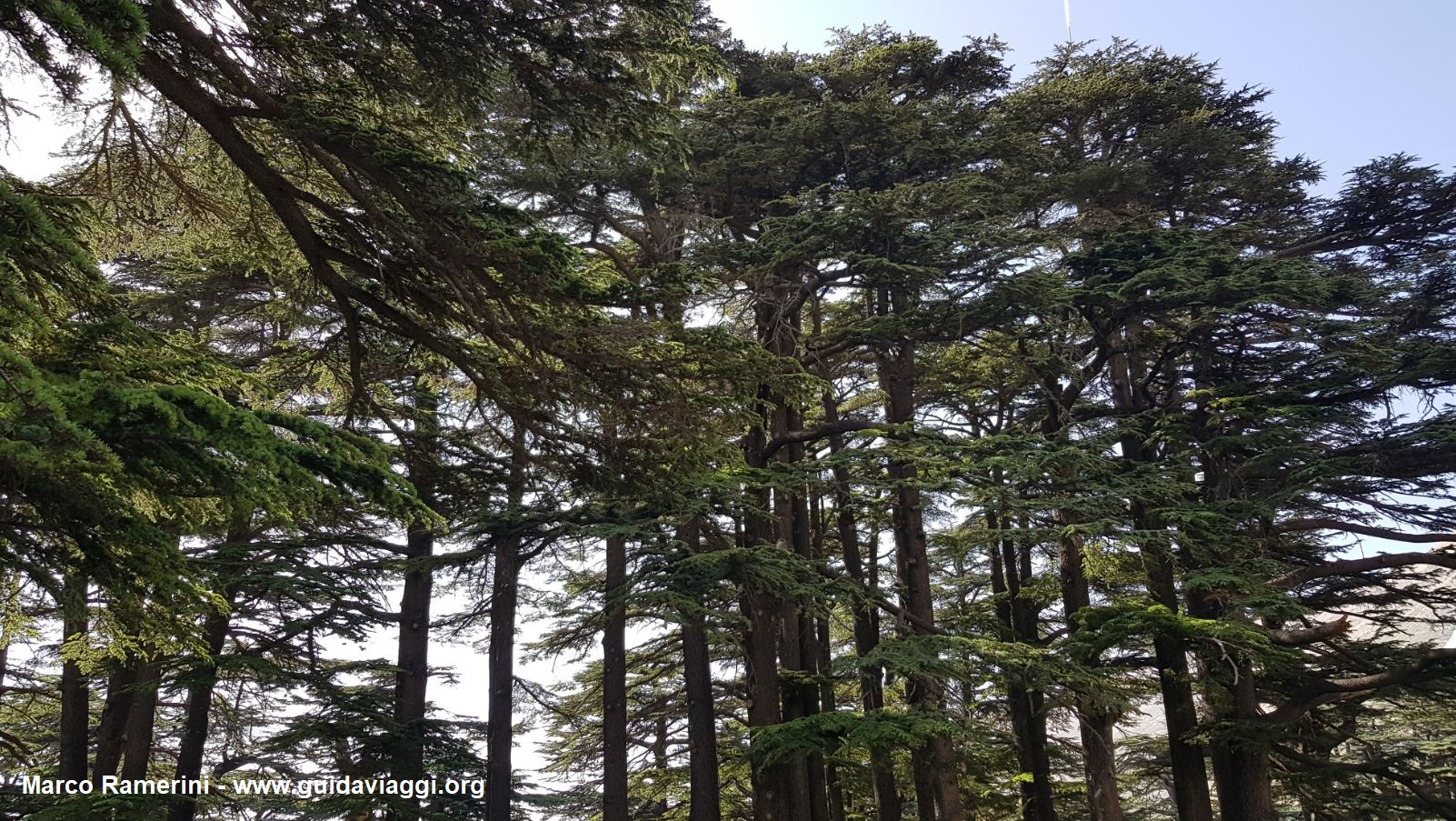 A floresta dos cedros de Deus, Líbano. Autor e Copyright Marco Ramerini
