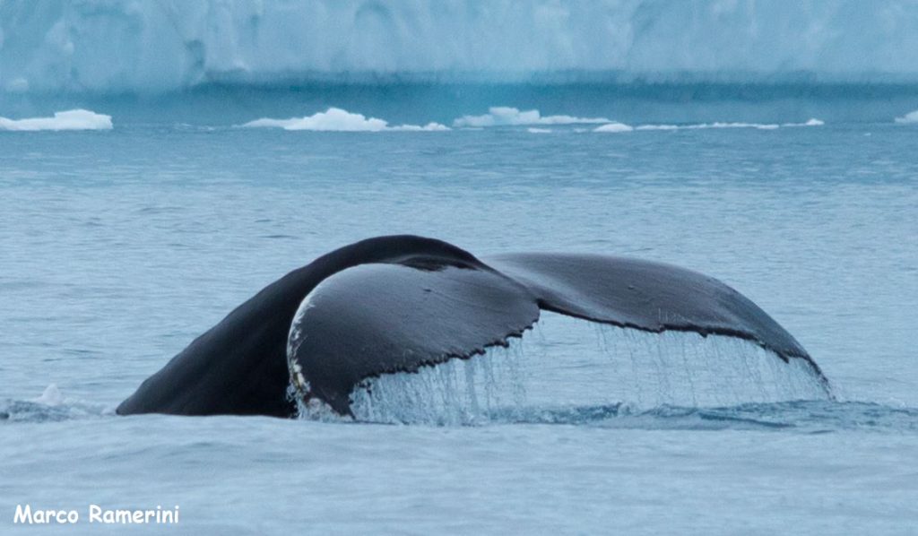 Baleia na Baía de Disko, Groenlândia. Autor e Copyright Marco Ramerini