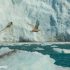 Voando no gelo, Groenlândia. Autor e Copyright Marco Ramerini