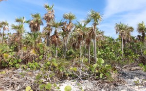 A vegetação típica da ilha principal, Sandy Cay, Exumas, Bahamas. Autor e Copyright Marco Ramerini