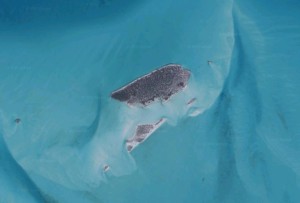 Sandy Cay em Google Maps.