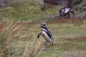 Pinguim-de-magalhães (Spheniscus magellanicus), Gipsy Cove, Ilhas Malvinas (Ilhas Falkland). Autor e Copyright Marco Ramerini